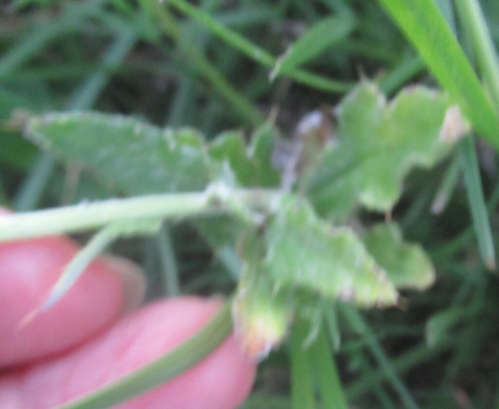 Cirsium texanum; photograph (c) Linda Jo Conn, some rights reserved (CC BY)