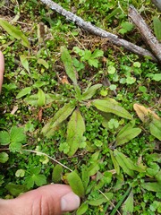 Plantago raoulii