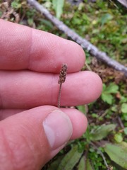 Plantago raoulii