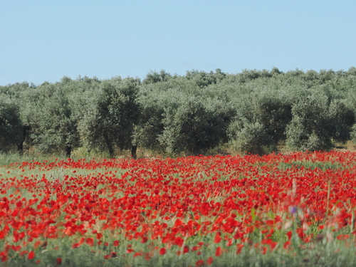 common poppy