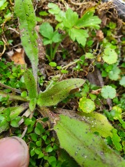 Plantago raoulii