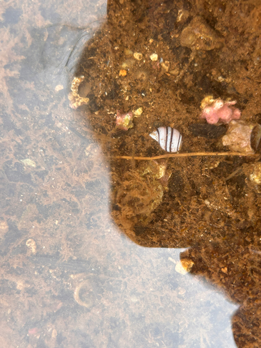 Aplustrum amplustre observed 2026-06-04