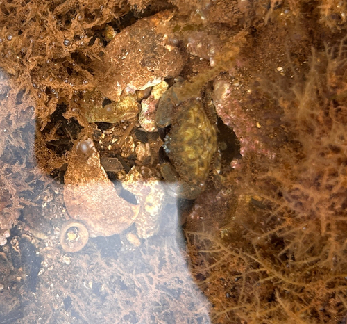 Pilodius areolatus observed 2026-06-04
