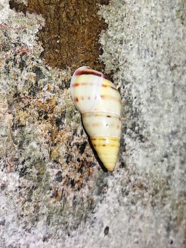 Mesembrinus tropicalis