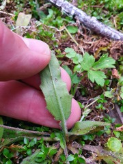 Plantago raoulii