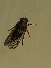 Melanoliarus slossonae