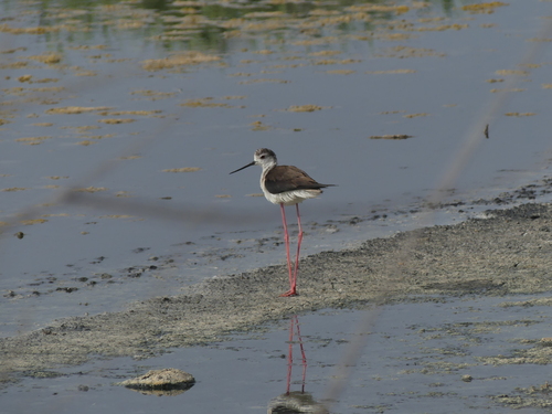Black-winged Stilt