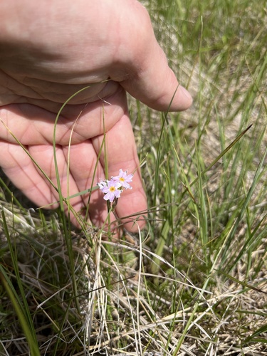 Primula nutans, 2026-06-26