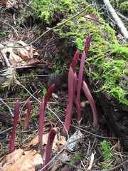 Corallorhiza maculata