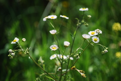 Aphanostephus skirrhobasis