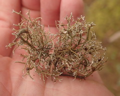 Sphaerophorus venerabilis