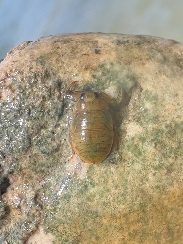 Ambrysus circumcinctus