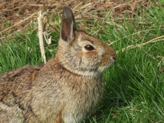 Sylvilagus floridanus