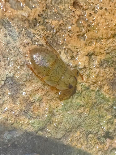 Ambrysus circumcinctus