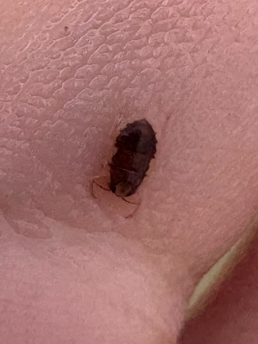 Ambrysus circumcinctus