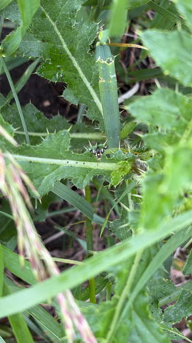 Thistle Stem Gall Fly