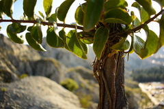 Struthanthus acuminatus