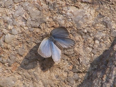 Pseudozizeeria maha