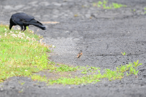 Chestnut-eared Bunting