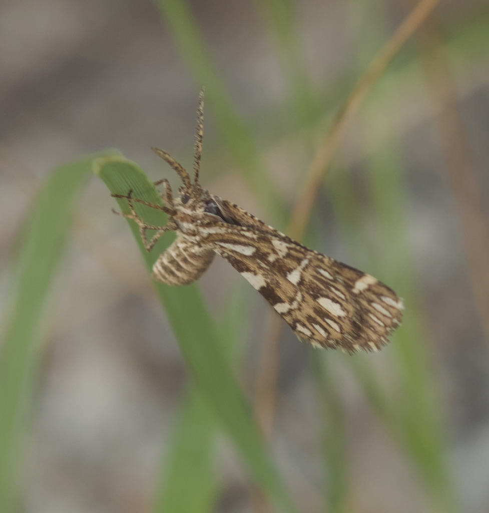 Ohoopee Inchworm Moth