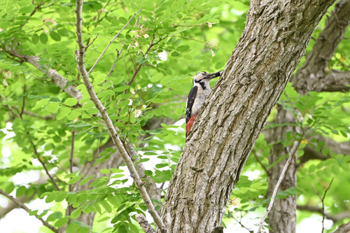 Great Spotted Woodpecker