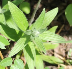 Lithospermum bejariense