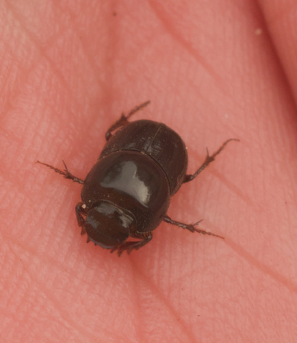 Onthophagus tortoise commensal scarab