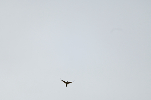 Eurasian Skylark