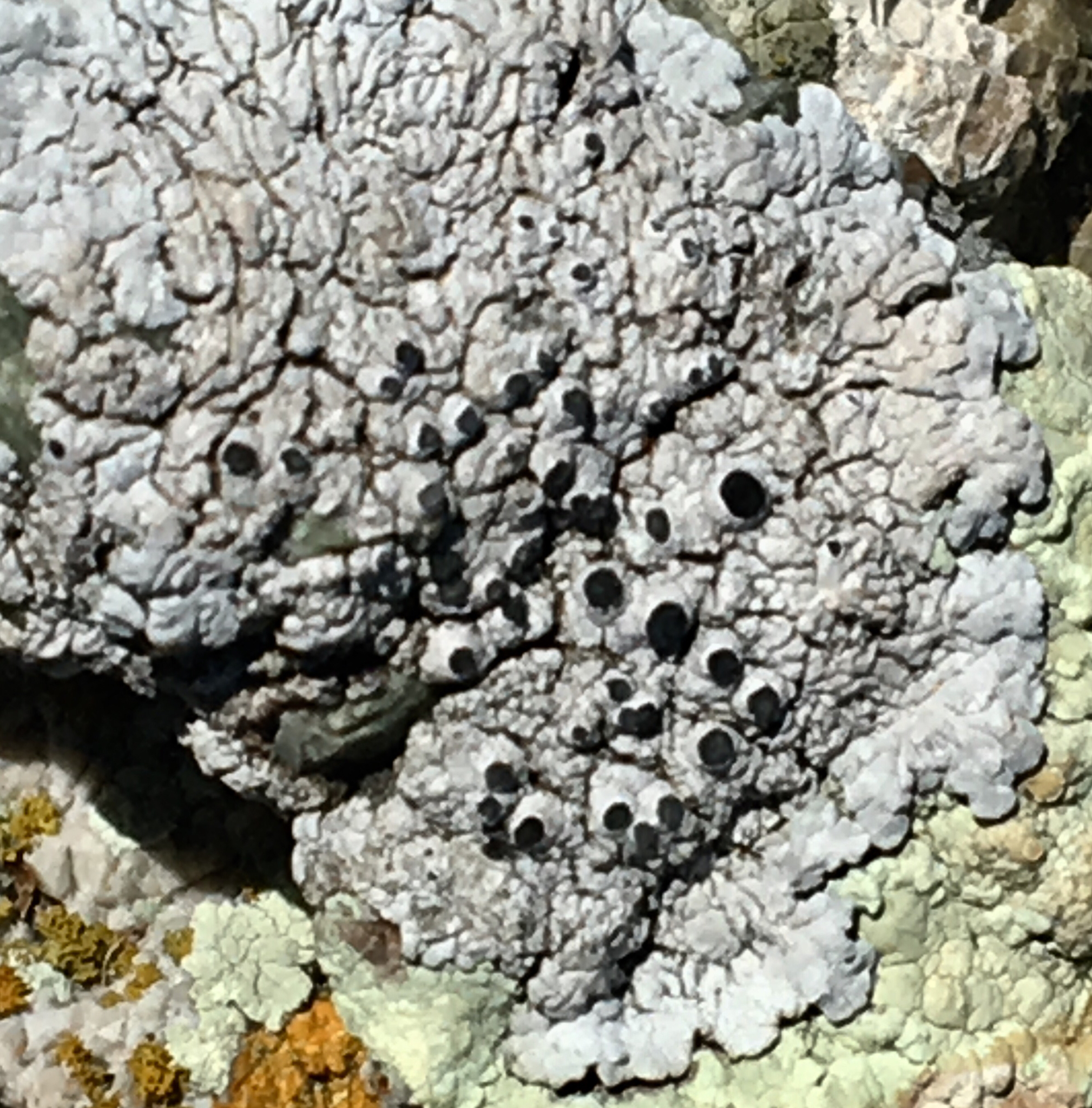 Caliciaceae image