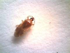 Cimicoidea