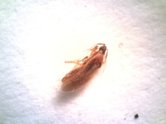 Cimicoidea