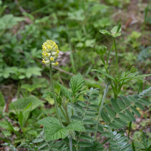 Oxytropis ochrocephala