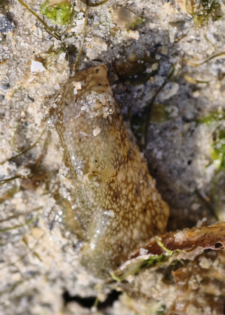 Reticulated sea hare