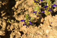 Dalea boliviana