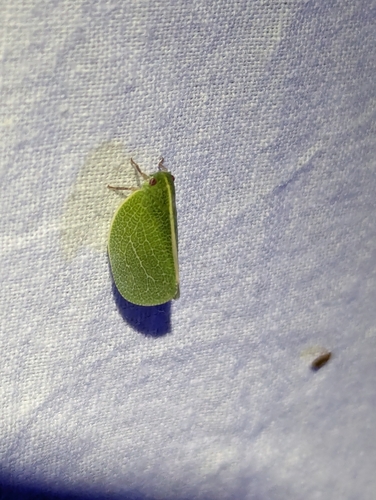 Acanalonia servillei photo 6