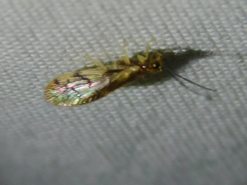 Climacia areolaris photo 6