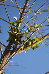 Struthanthus acuminatus