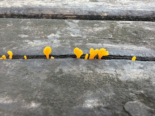 Fan-shaped Jelly Fungus