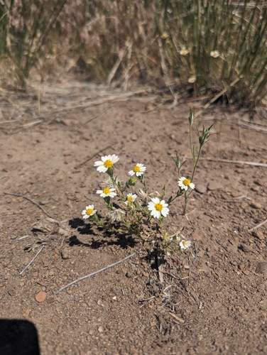 Layia glandulosa observed 2026-06-23