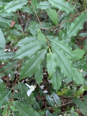 Prunus spinulosa