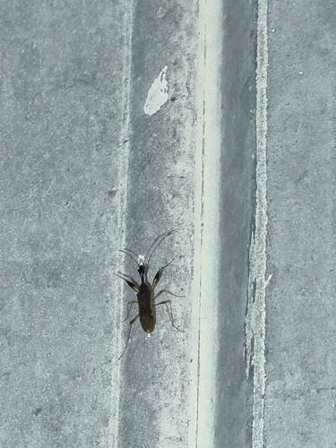 Long-necked Seed Bug