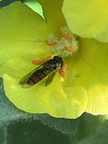 Marmalade Hover Fly