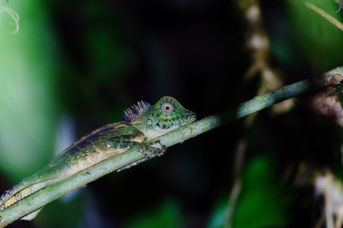 Negros Forest Dragon, Gonocephalus sophiae