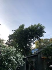 Cocculus laurifolius