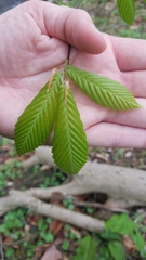 Fagus grandifolia