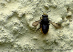 Megachile amparo