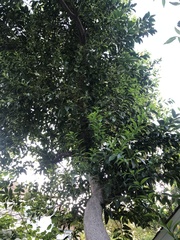 Cocculus laurifolius