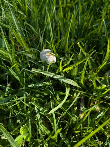 pleated inkcap