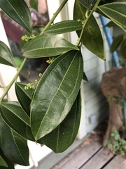 Cocculus laurifolius