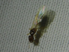Pheidole parva